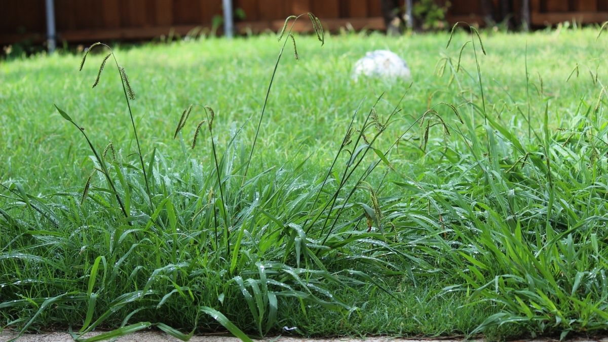 lawn with weeds