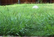 Landlord Tells Tenants They Are Responsible For Mowing The Lawn, But Disagree On The Definition Of “Lawn”