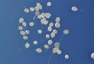 Employee Raises Environmental Concerns About Memorial Balloon Release, Then Gets Shut Down by Boss