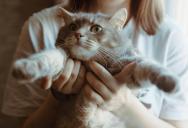 A Request to Rehome an Anxious Cat Led to an Emotional Friendship Conflict