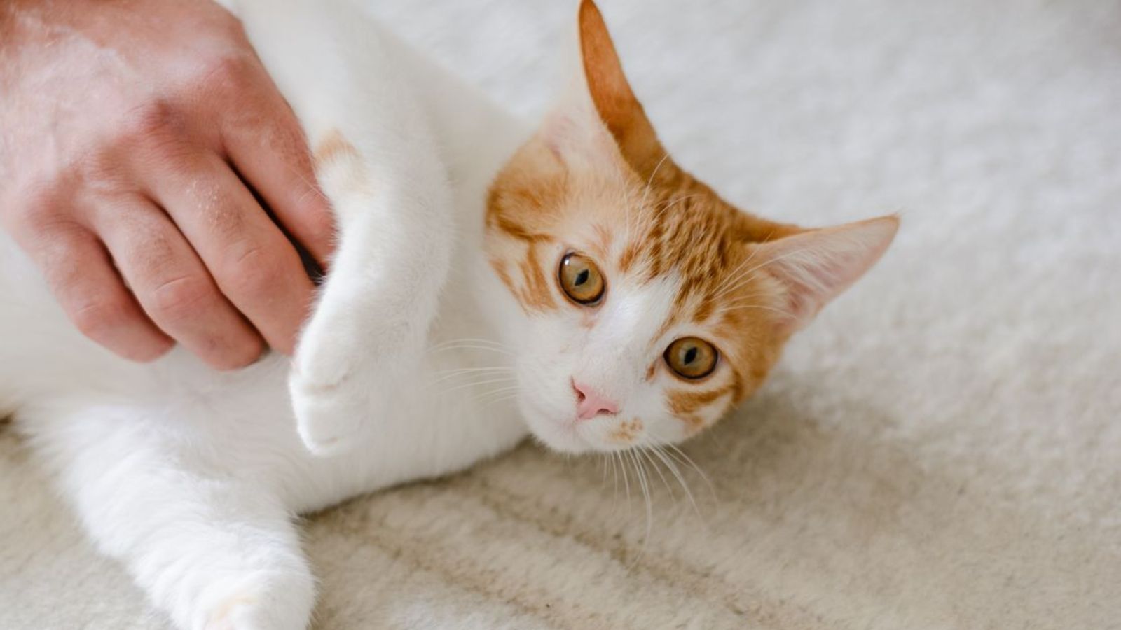 Man Nurses Abandoned Cat Back to Health, Then Neighbor Suddenly Claims Ownership A cute ginger and white domestic cat enjoying a gentle petting on a soft carpet