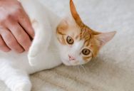 Man Nurses Abandoned Cat Back to Health, Then Neighbor Suddenly Claims Ownership