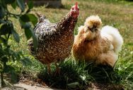 New Homeowner Carefully Picked a Property Where Chickens and Renting Were Allowed — Neighbors Are Furious Anyway