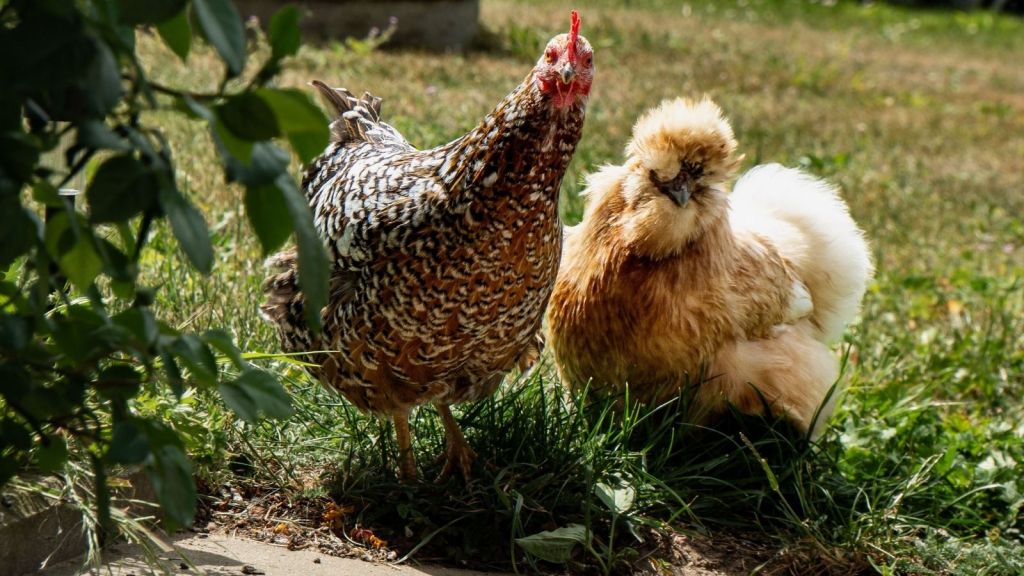 Chickens in a yard