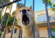 A Woman Can’t Even Do Simple Chores Like Washing Dishes Because Her Neighbor’s Dog Won’t Stop Barking