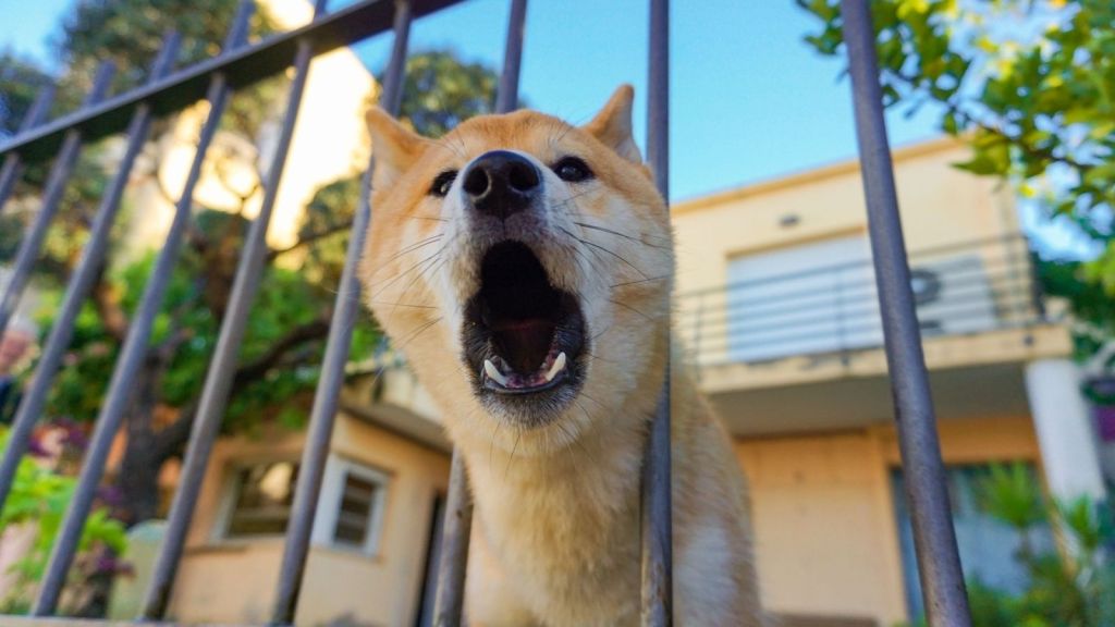 A dog barking through a fence