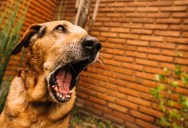 The Neighbors Don’t Hear Their Dog Barking All Day. Everyone Else Does.