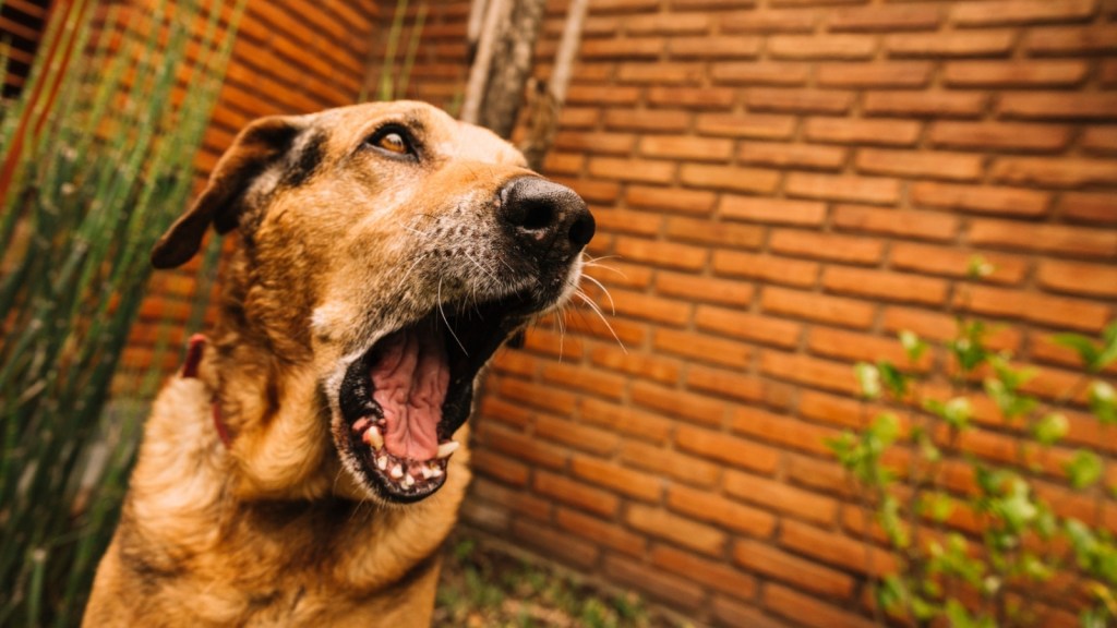Dog barking