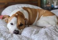 The Ultimate Domestic Breaking Point: How a Clueless Pet Emergency Turned Into a Bitter, High-Stakes Marital War Over Who Was Really to Blame
