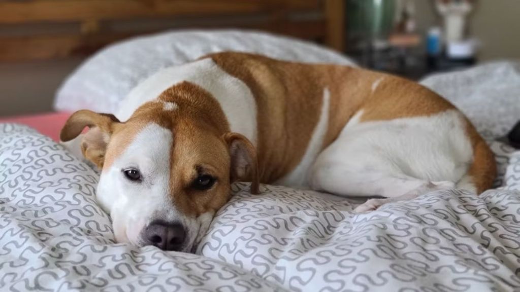 Dog lying in bed with fluffly sheets