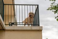 A Woman Kept Finding Animal Droppings on Her Balcony—and What Her Upstairs Neighbors Are Doing Has Her Reaching Her Breaking Point