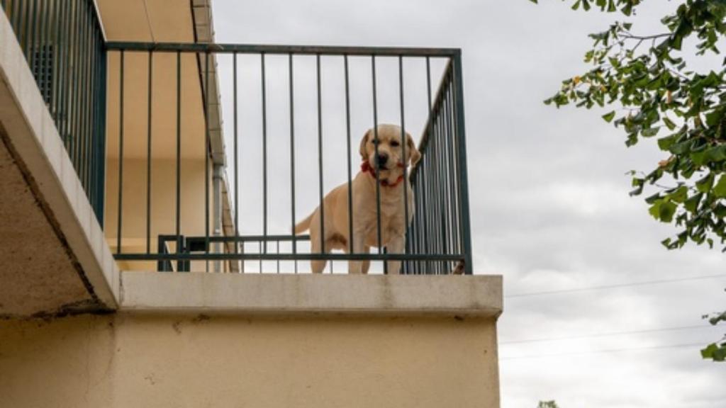 Dog on the balcony
