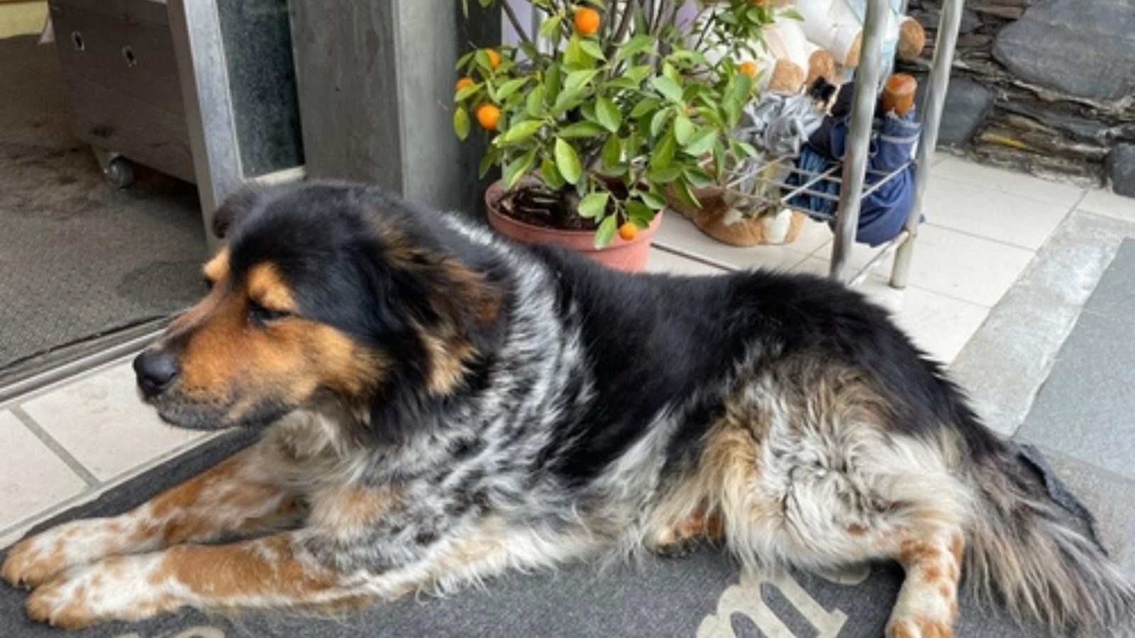 Dog on doormat