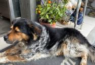 Neighbor Kept Parking in Handicap Spot and Blasting Music, Then a Dog Delivered Unexpected Payback