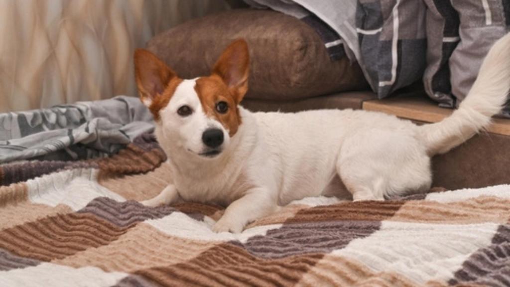 Dog on the bed
