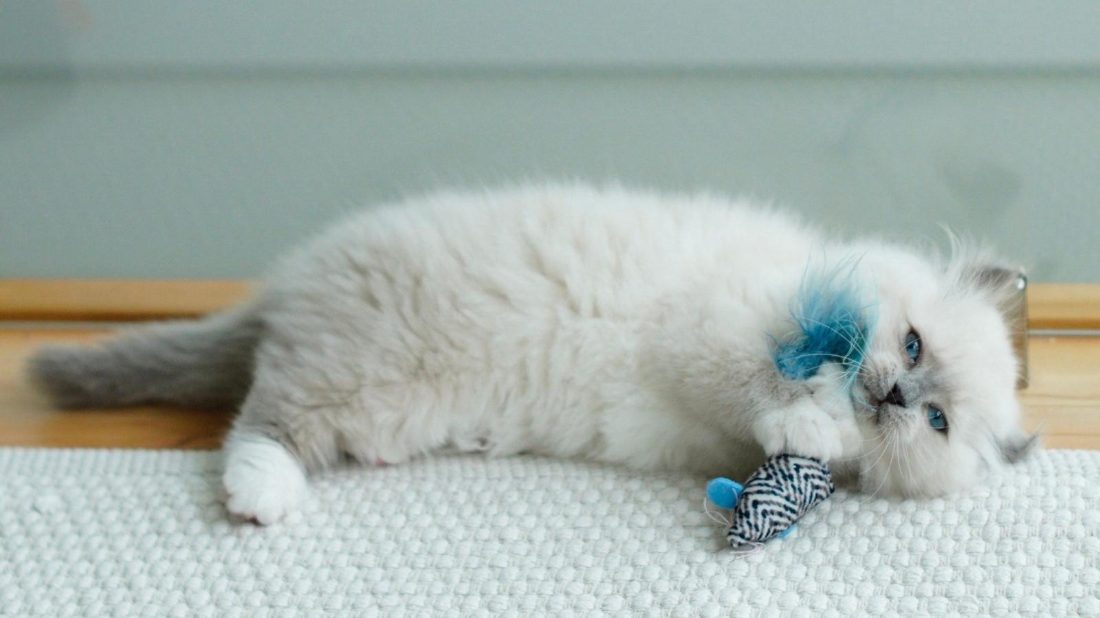 Her Roommate Brought Home a Kitten With Zero Warning — She Said She Wouldnt Help Clean Up After It, So Her Roommate Called Her Selfish Pretty ragdoll kitten playing with a toy on the floor