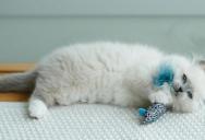Her Roommate Brought Home a Kitten With Zero Warning — She Said She Wouldn’t Help Clean Up After It, So Her Roommate Called Her Selfish