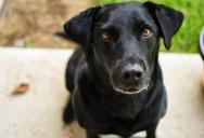 He Stopped to Help a Loose Dog Wandering an Apartment Complex — Its Owners Said It Was a Service Dog and Accused Him of Interfering