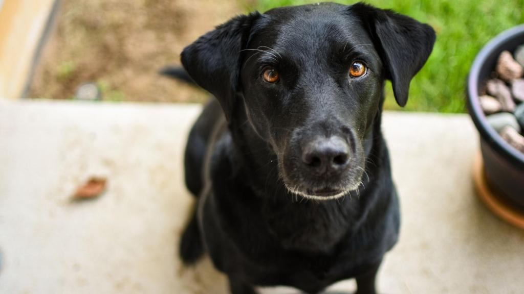 Black service dog sitting on a sidewalk