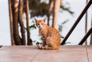 Homeowner Tries Asking Neighbors to Keep Their Cat Off Patio Furniture, Then Turns to Animal Control