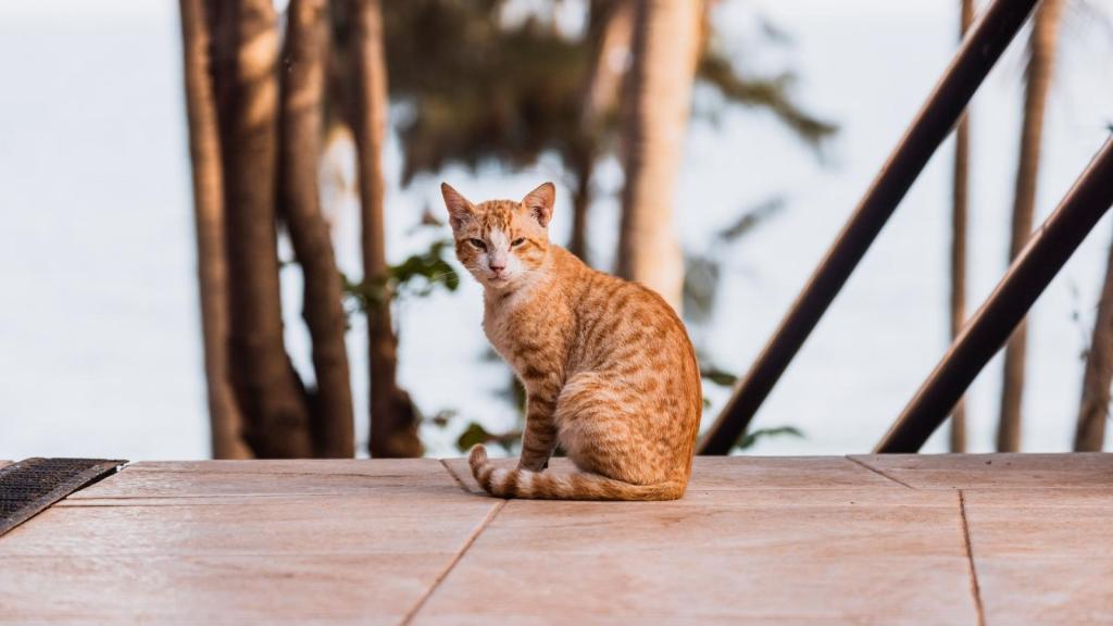 Orange outdoor cat sitting on a back patio