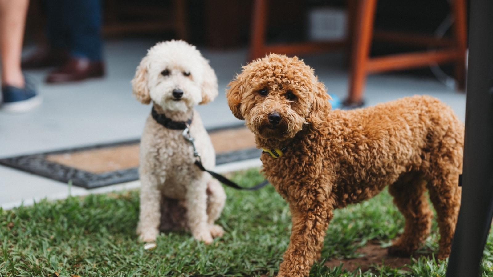Homeowner Tries to Resolve Constant Barking With Neighbor, but Ends Up Taking the Issue to the HOA Two poodles outside looking at their owner