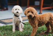 Homeowner Tries to Resolve Constant Barking With Neighbor, but Ends Up Taking the Issue to the HOA