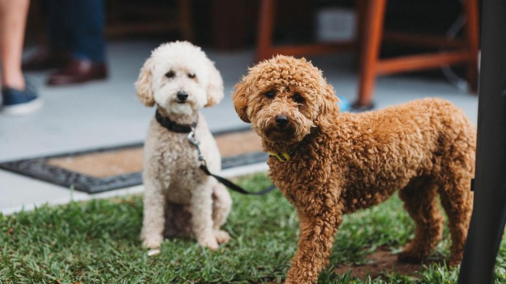 Two poodles outside looking at their owner
