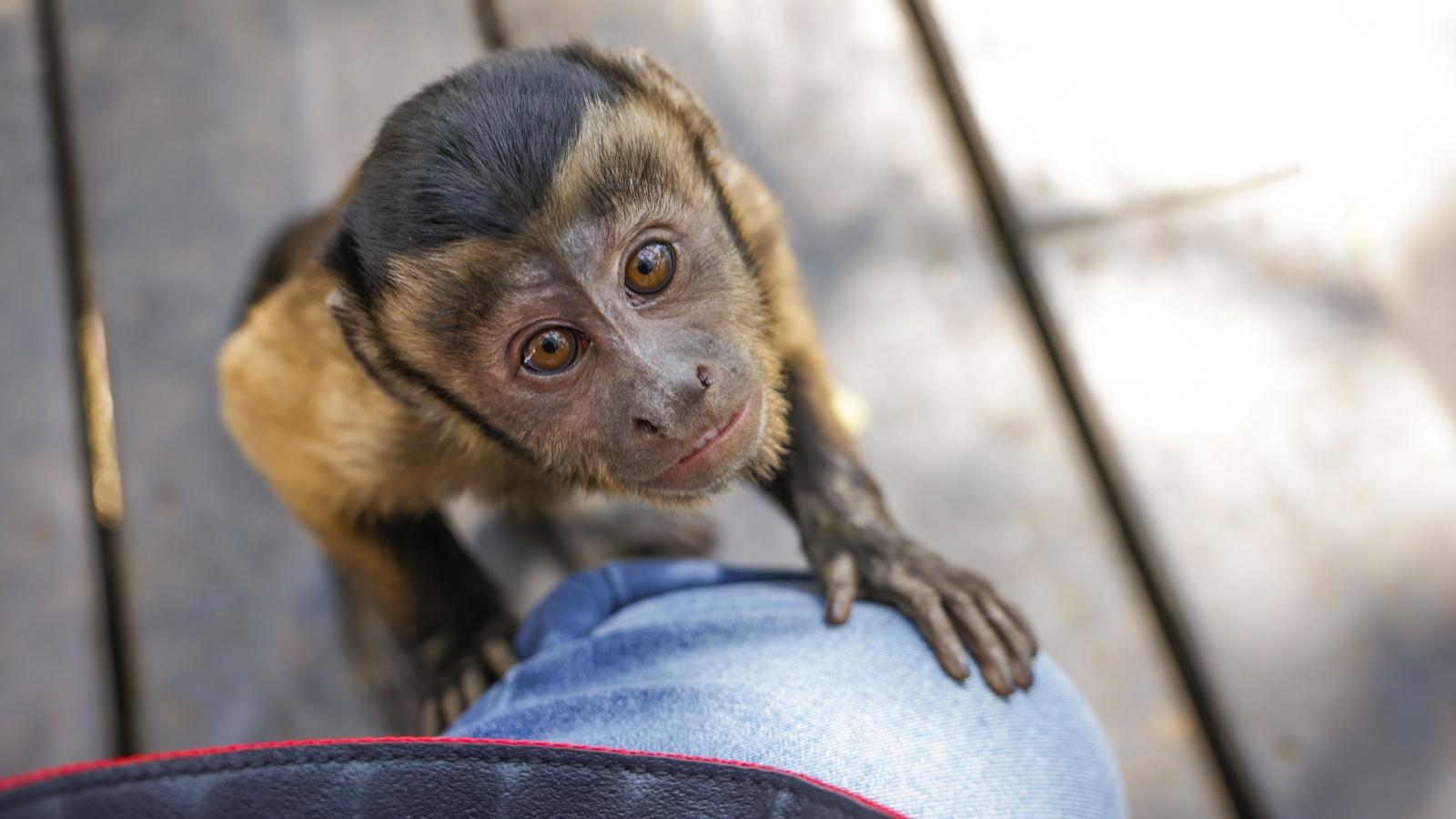 Woman Agrees to Watch Her Cousin’s Capuchin Monkey, Then Questions Whether It Should Be Kept as a Pet Capuchin monkey looking up at a person