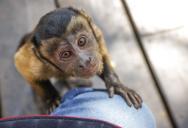 Woman Agrees to Watch Her Cousin’s Capuchin Monkey, Then Questions Whether It Should Be Kept as a Pet
