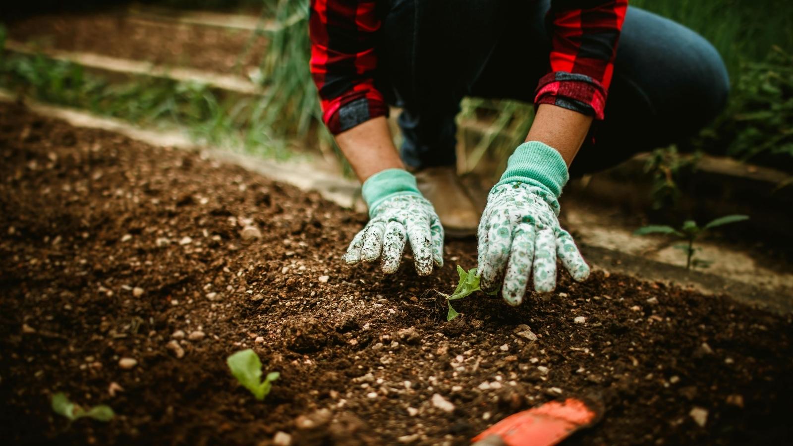 Woman planting a few vegetables in the ground