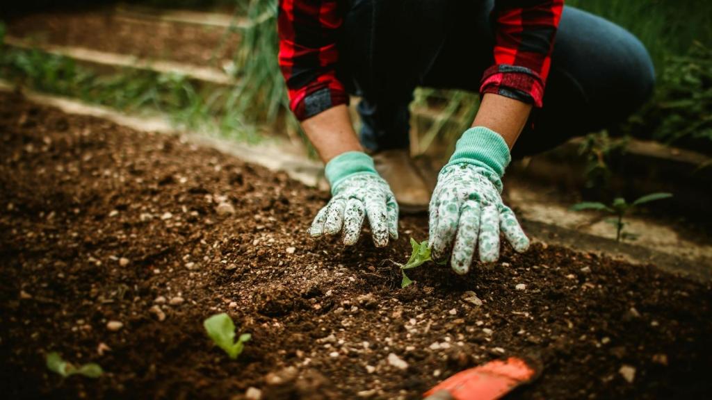 Woman planting a few vegetables in the ground