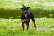 Teen’s Concerns About Father’s Friend Are Dismissed, Until Her Dog’s Reaction Changes Everything