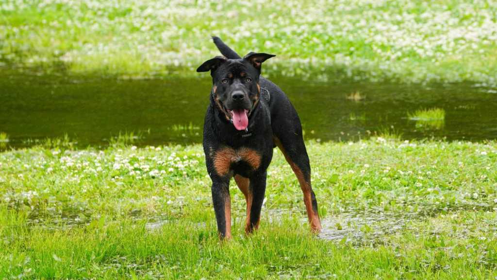 Large mixed black and brown dog