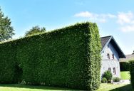 ‘Cut It Down!’: Pushy Neighbor Outraged After Grandma Calls His Bluff With a Property Surveyor