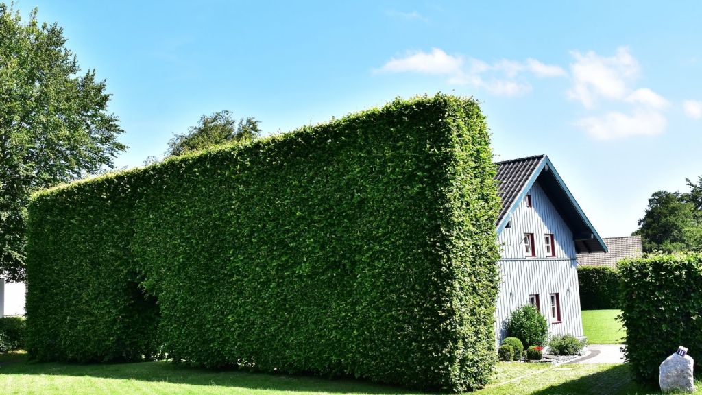 tall hedge next to a house
