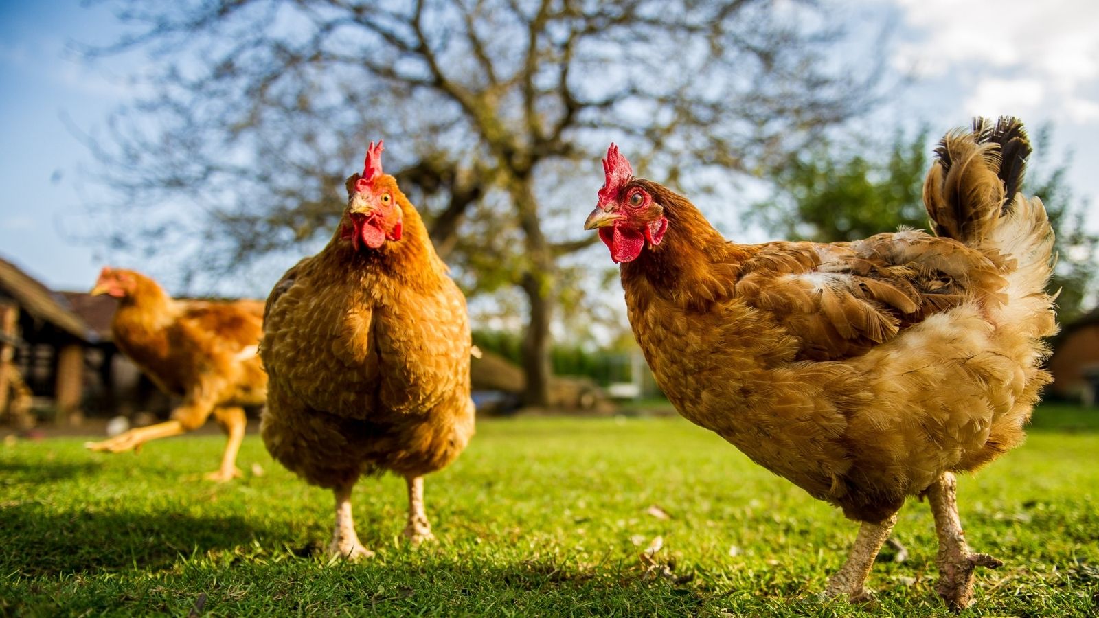 chickens in grass