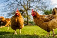 Homeowners Drop the Ultimate Petty Revenge on Neighbor Who Reported Their Chickens to the HOA