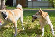 Their Dog Was Attacked by the Same Neighbor’s Dog Twice — So They Reported It to the Landlord