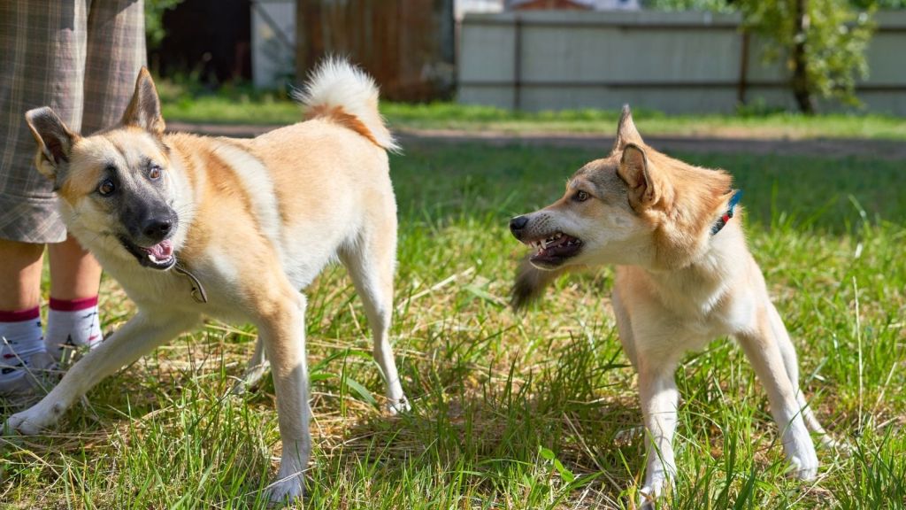 dog showing its fangs to another dog