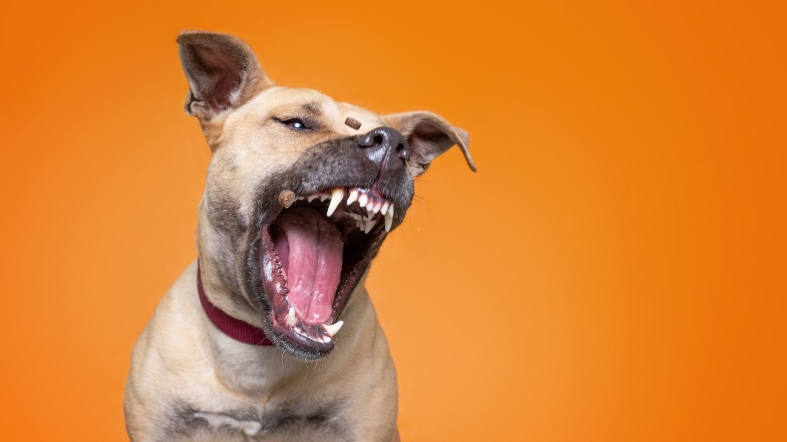 Woman Says Neighbor Tried to Get Her Evicted After She Reported Animal Welfare Concerns dog barking