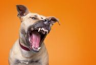 Woman Says Neighbor Tried to Get Her Evicted After She Reported Animal Welfare Concerns