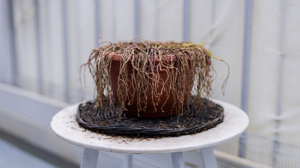dead potted plant