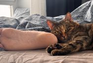The Ultimate Suburb Hypocrite: Man Accuses Neighbor’s Feline of Midnight Chaos, Only to Launch His Own Deafening Retaliation