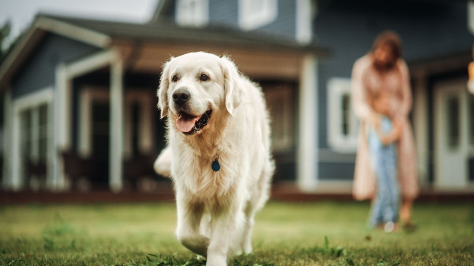happy dog in the front yard without a leash