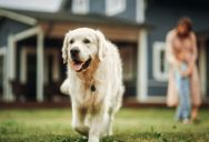 A Woman’s Toddler Reacts Severely To A Neighbor’s Dog Licking Her, And Now She Doesn’t Know How To Handle The Situation