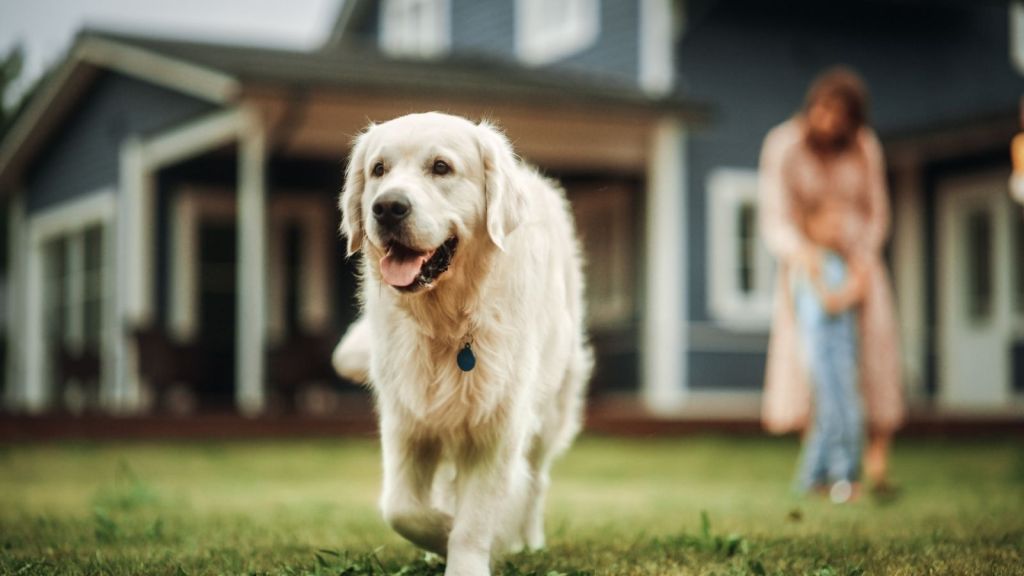 happy dog in the front yard without a leash