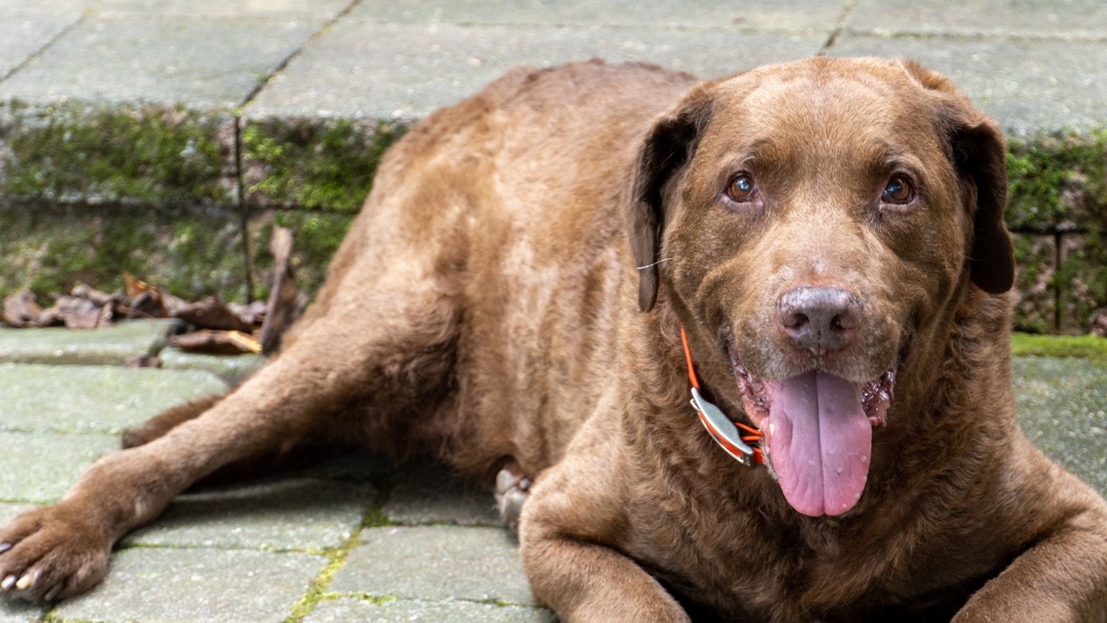 Chesapeake bay retriever dog laying on a patio