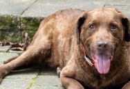 Homeowner Repeatedly Leaves Dog Waste in Shared Area, Then Explodes Over the HOA’s Response