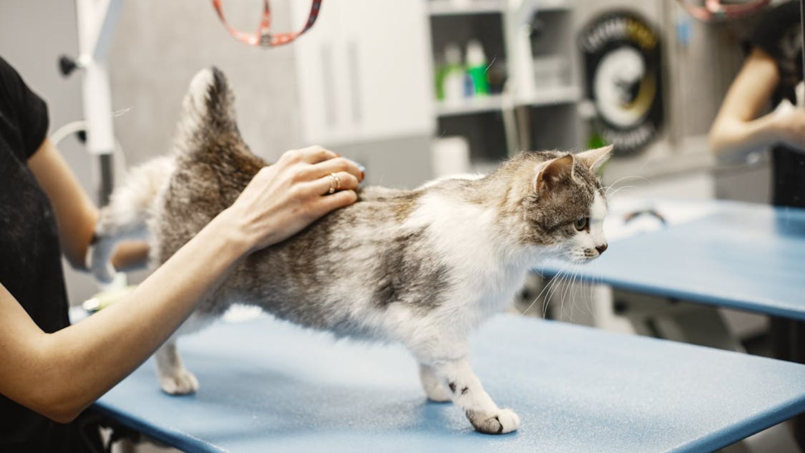 A person brought her cat to the vet clinic